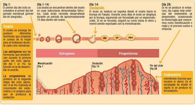 Para que sirven los estrógenos